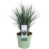 Livraison plante Dianella Revoluta 'Coolvista'® - ↨40cm - Ø19 - Plante d'extérieur