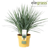 Livraison plante Dianella Revoluta 'Coolvista'® - ↨40cm - Ø19 - Plante d'extérieur