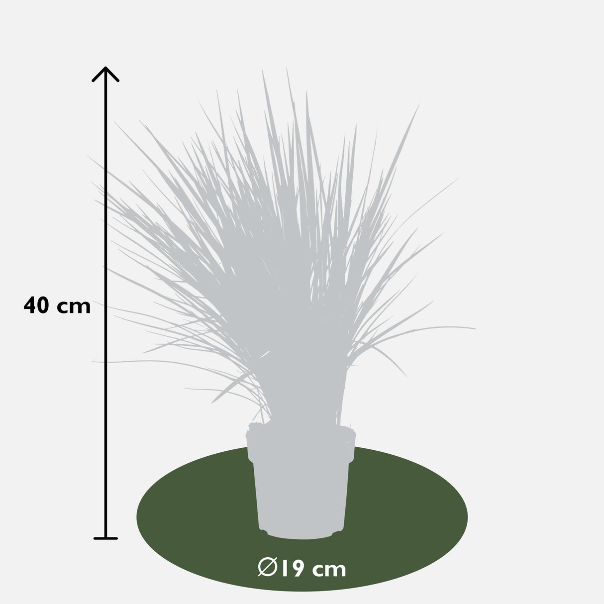 Livraison plante Dianella Revoluta 'Coolvista'® - ↨40cm - Ø19 - Plante d'extérieur