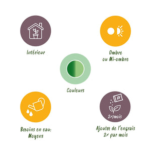 Livraison plante Diefenbachia Camilla et panier H50cm