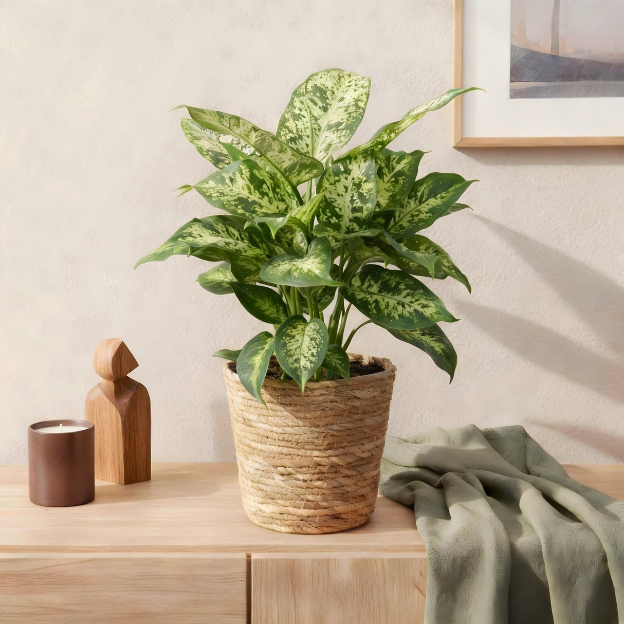 Livraison plante Diefenbachia Compacta et panier H50 cm