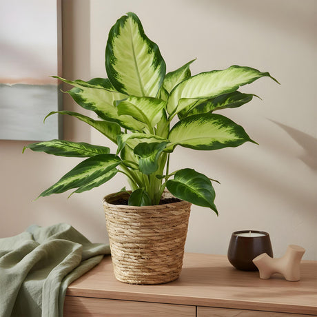 Livraison plante Dieffenbachia Camilla – Pot 17 cm – Hauteur 45 - 50 cm X2