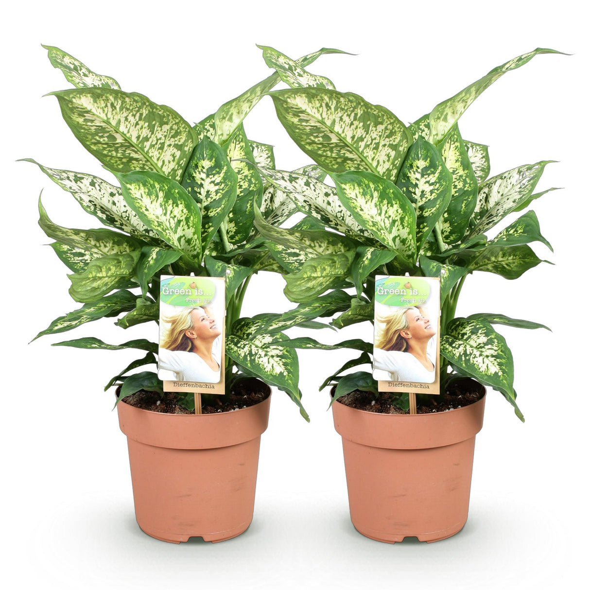 Livraison plante Dieffenbachia Compacta – Lot de 2 – Pot 17 cm