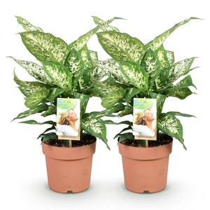 Livraison plante Dieffenbachia Compacta – Lot de 2 – Pot 17 cm