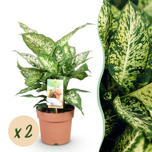 Livraison plante Dieffenbachia Compacta – Lot de 2 – Pot 17 cm