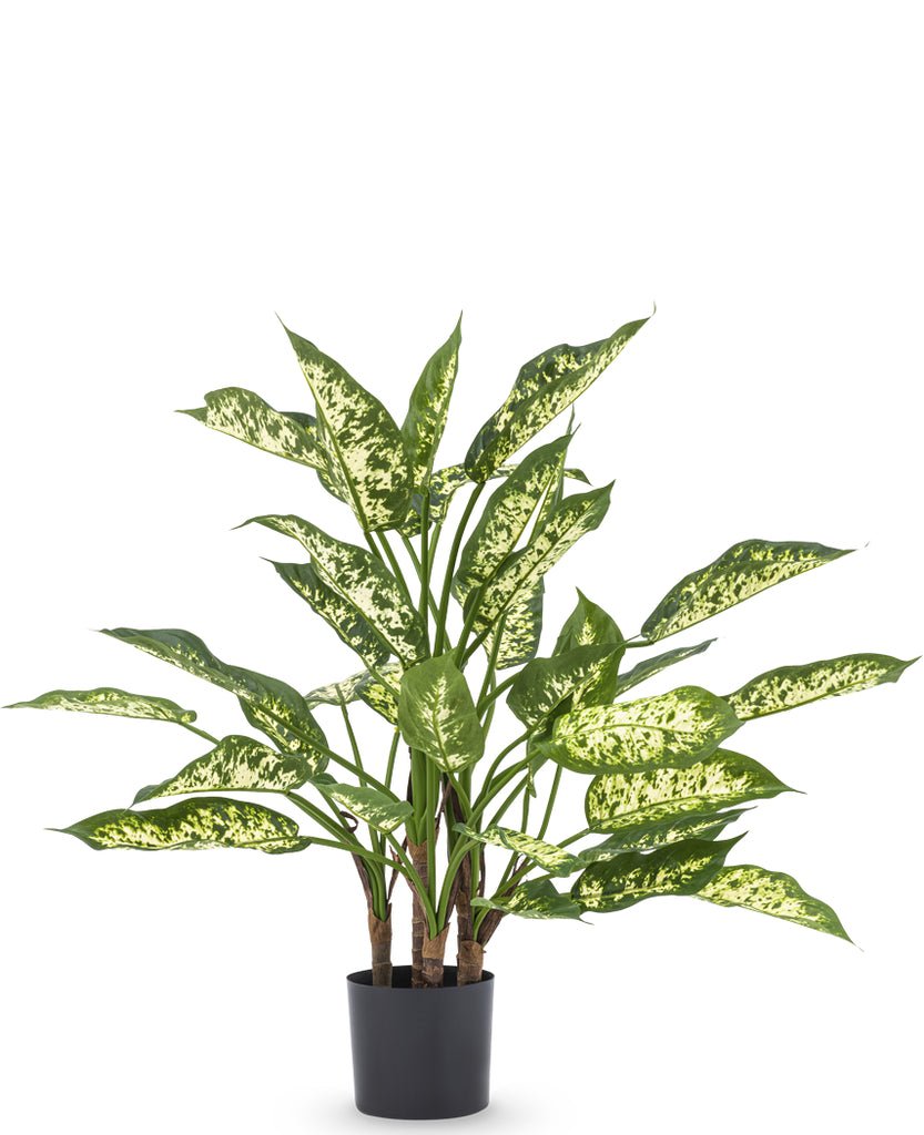 Livraison plante Dieffenbachia - Plante verte artificielle