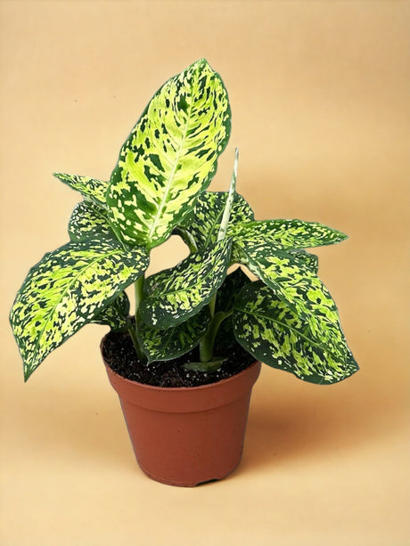 Livraison plante Dieffenbachia Reflector