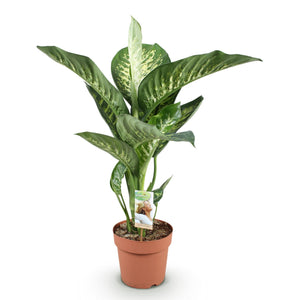 Livraison plante Dieffenbachia Tropic Snow et panier H95 cm