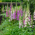 Digitale Porpora (Digitalis purpurea) 'Purpurea'