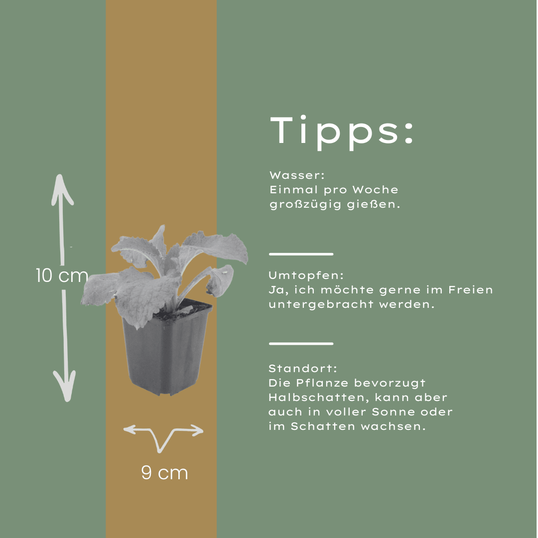 Livraison plante Digitale pourpre