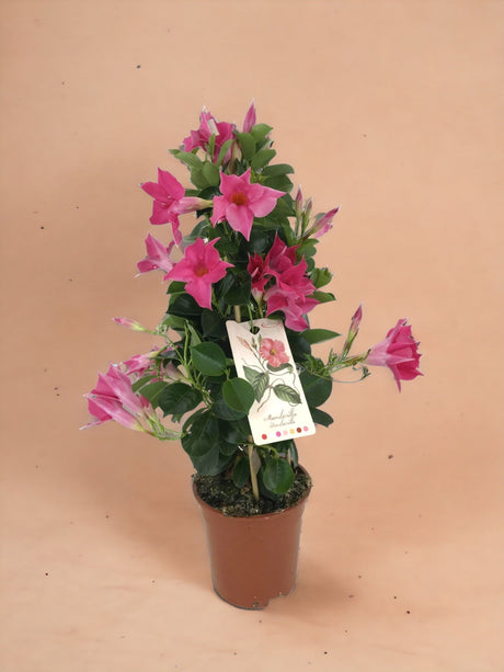 Livraison plante Dipladenia pyramide rose