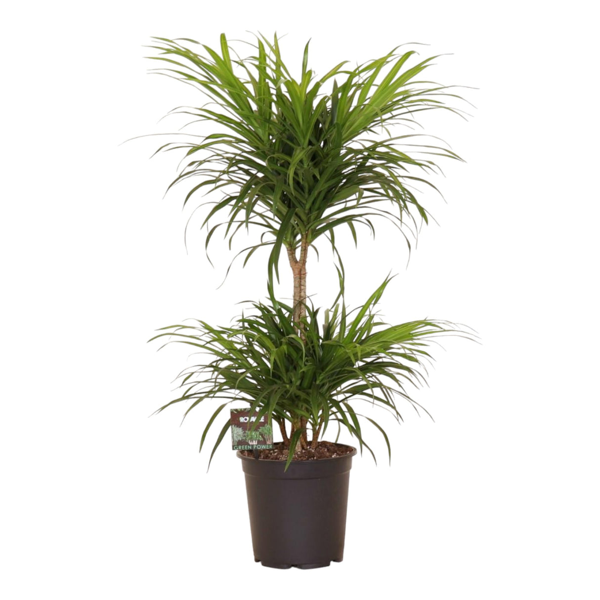 Livraison plante Dracaena 'Anita' Variegata