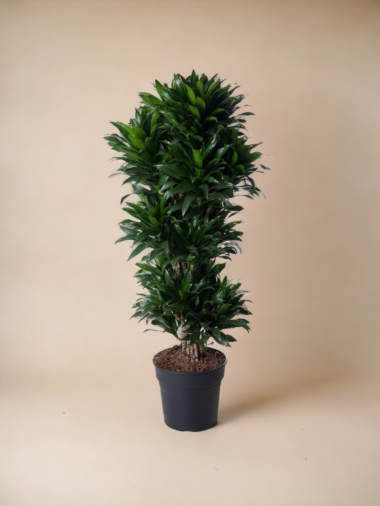 Livraison plante Dracaena Compacte ramifié - 140 cm - ø31
