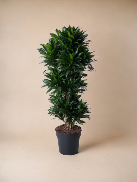 Livraison plante Dracaena Compacte ramifié - 140 cm - ø31
