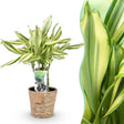 Livraison plante Dracaena Diamond Dream et panier H50 cm
