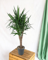 Livraison plante Dracaena draco