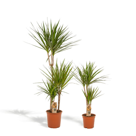 Livraison plante Dracaena duo de plantes h120cm