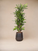 Livraison plante Dracaena Eve