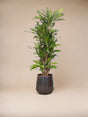 Livraison plante Dracaena Eve