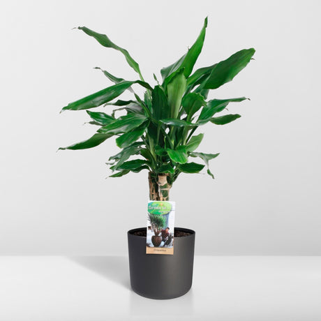 Livraison plante Dracaena 'Fagrans Steudneri Green'