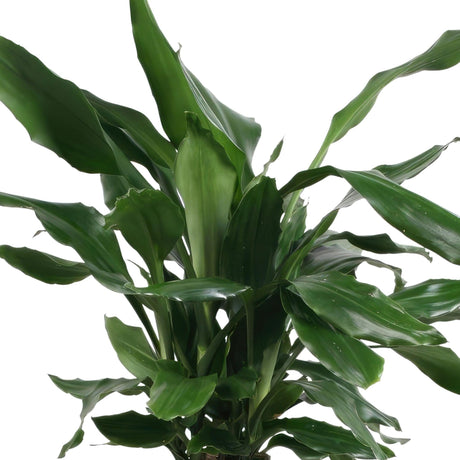 Livraison plante Dracaena 'Fagrans Steudneri Green'