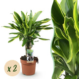 Livraison plante Dracaena fragrans Golden Coast – Lot de 2 – Pot 17 cm