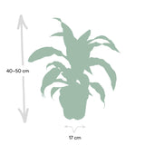 Livraison plante Dracaena 'Fragrans Groen Geel'