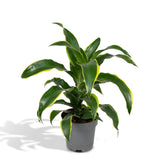 Livraison plante Dracaena 'Fragrans Groen Geel'