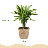 Livraison plante Dracaena Golden Coast – Lot de 2 – Hauteur 50 - 55 cm