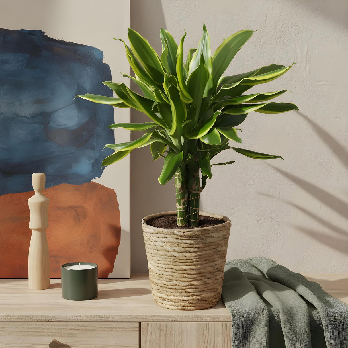 Livraison plante Dracaena Golden Coast – Lot de 2 – Hauteur 50 - 55 cm