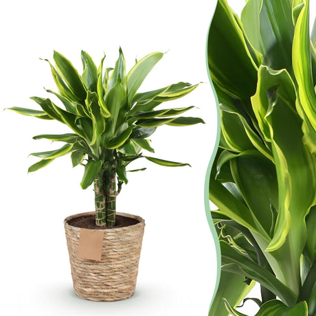 Livraison plante Dracaena Golden et pot H50 cm