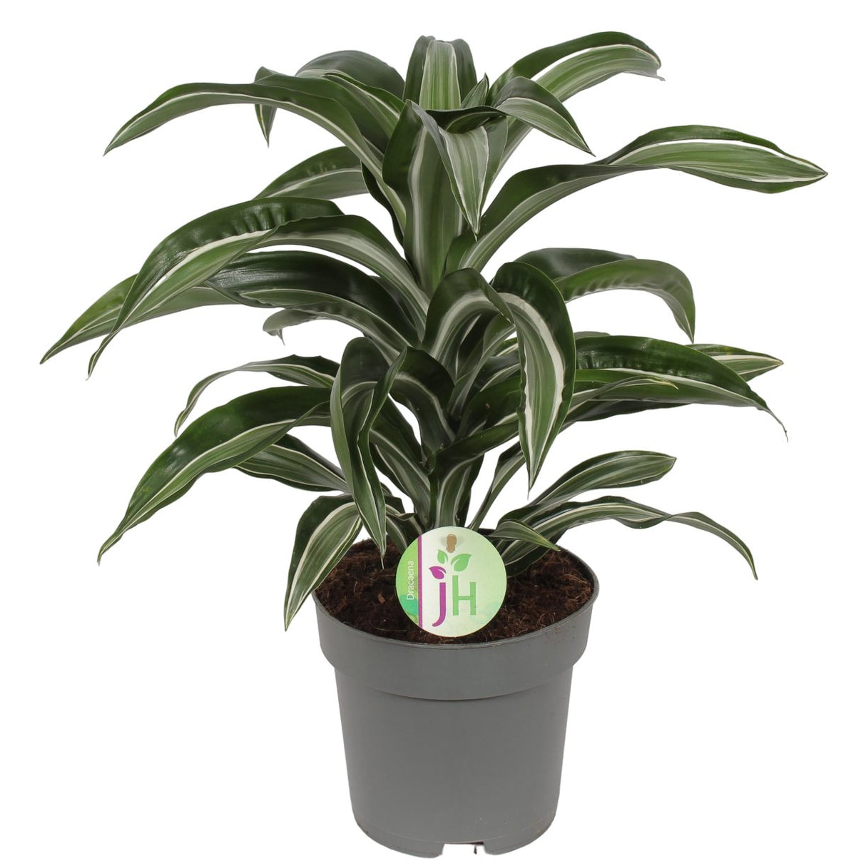 Livraison plante Dracaena 'Jade Jewel'