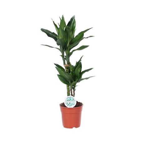 Livraison plante Dracaena 'Janet Lind'