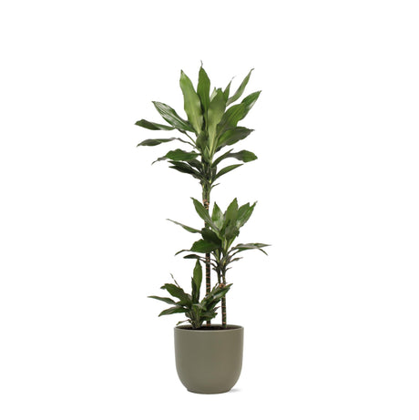 Livraison plante Dracaena Janet Lind et son pot