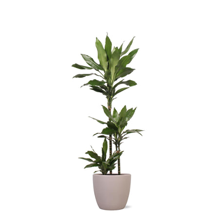 Livraison plante Dracaena Janet Lind et son pot