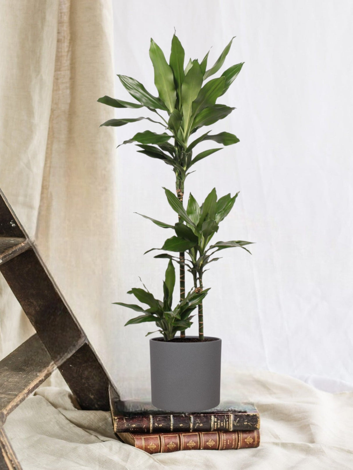 Livraison plante Dracaena Janet Lind et son pot