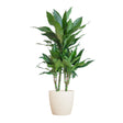 Livraison plante Dracaena Janet Lindt et son pot