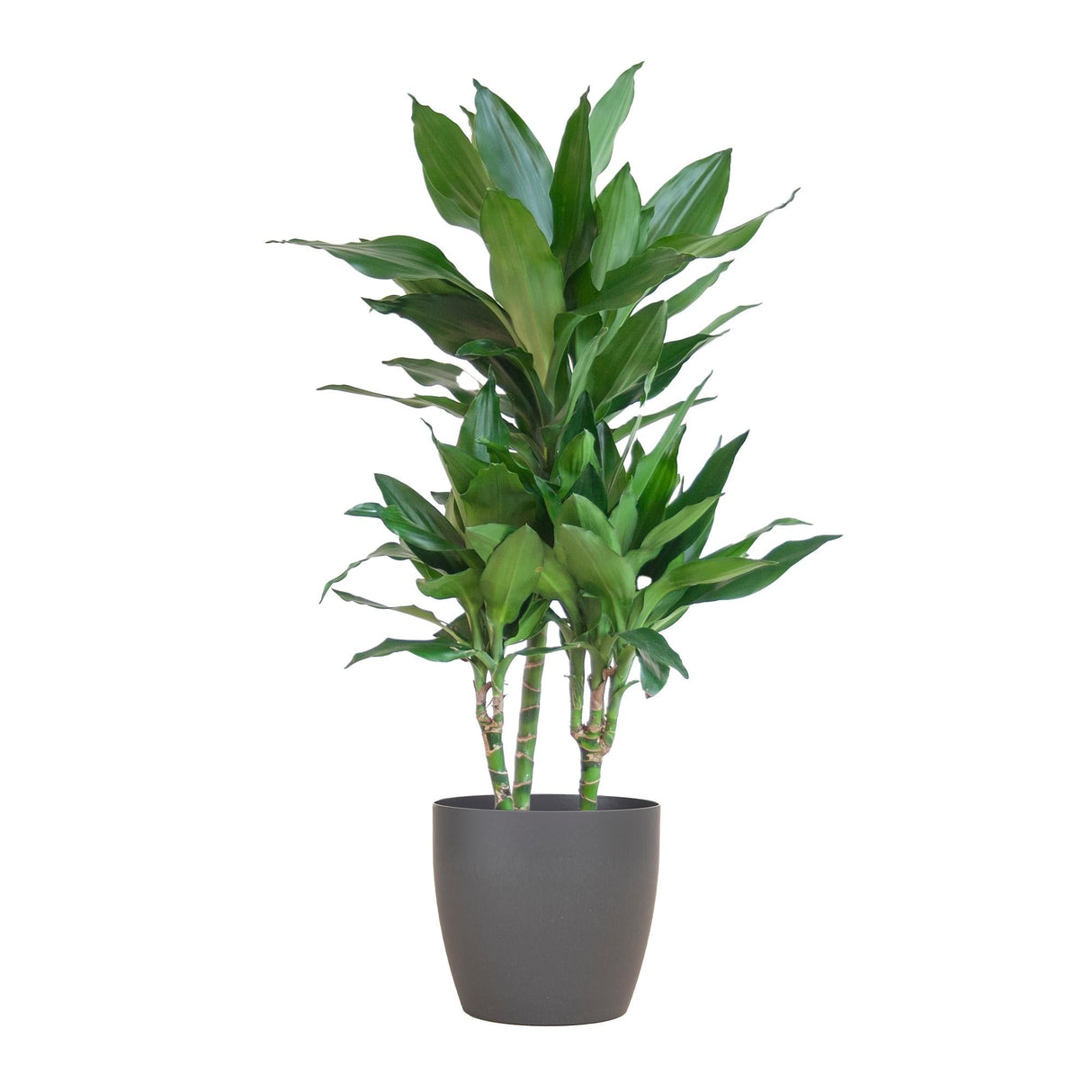 Livraison plante Dracaena Janet Lindt et son pot