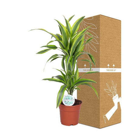 Livraison plante Dracaena 'Lemon Lime'