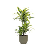 Livraison plante Dracaena Lemon Lime et son pot