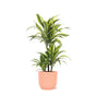 Livraison plante Dracaena Lemon Lime et son pot