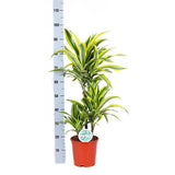 Livraison plante Dracaena Lemon Lime et son pot