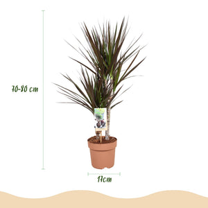 Livraison plante Dracaena Magenta – Lot de 1