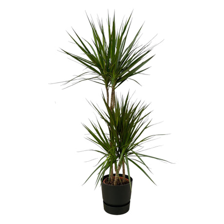 Livraison plante Dracaena Marginata