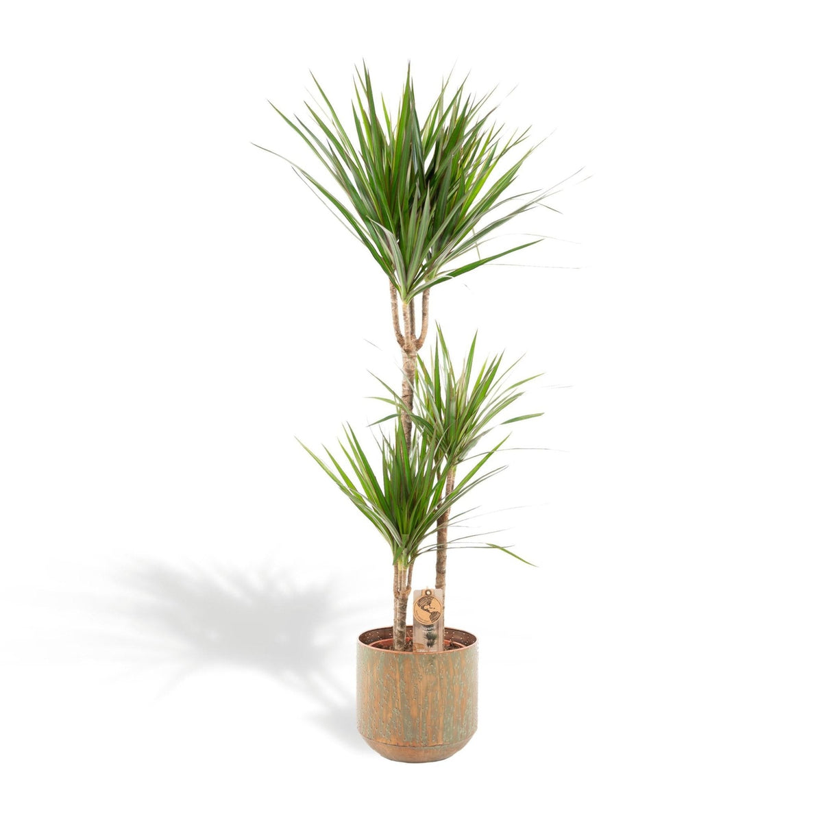 Livraison plante Dracaena Marginata