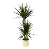 Livraison plante Dracaena Marginata