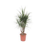 Livraison plante Dracaena Marginata