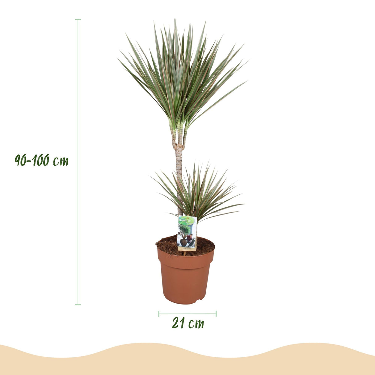 Livraison plante Dracaena Marginata Bicolor