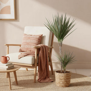 Livraison plante Dracaena Marginata Bicolor
