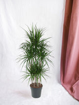 Livraison plante Dracaena Marginata Carrousel - 160 cm - ø31